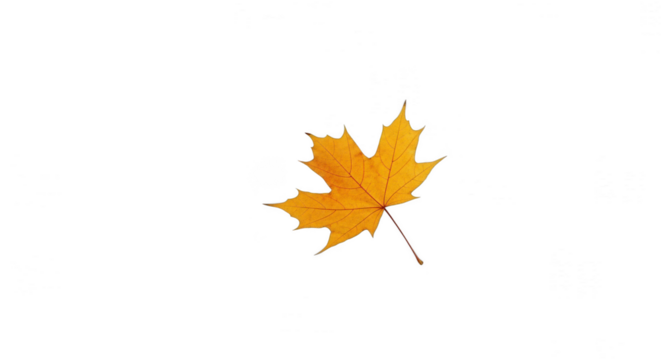 Single yellow maple leaf isolated on transparent background in autumn season