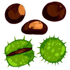 Vector illustration of chestnuts and green spiky husks. Hand drawn autumn nuts isolated on white background.