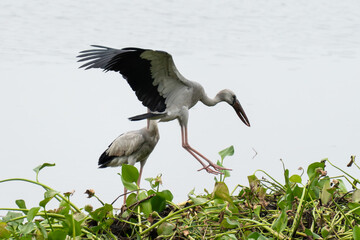 Asian Openbill Stork Landing on Lush Green Water Plants