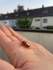 Close-up of a May beetle resting on a human hand, with houses and a tree blurred in the background. Nature and urban environment combined in one shot.