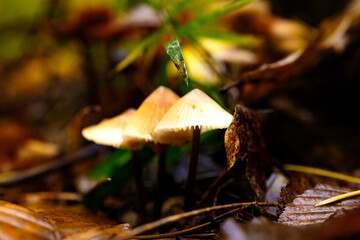 Wet autumn foliage with a mushroom after the rain
