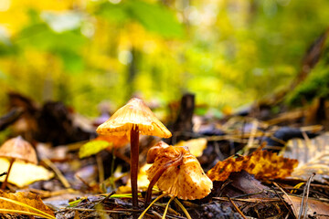Wet autumn foliage with a mushroom after the rain