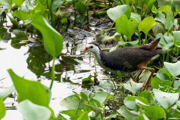 White-breasted Waterhen Foraging in Green Aquatic Plants