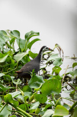 White-breasted Waterhen Foraging in Green Aquatic Plants