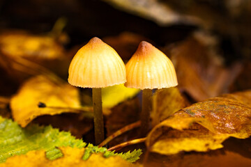 Wet autumn foliage with a mushroom after the rain