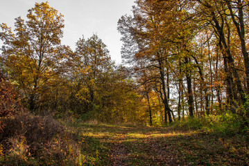 Obraz premium Landscape. dry autumn meadow landscape. autumn in forest