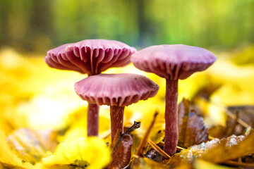 Wet autumn foliage with a mushroom after the rain