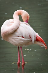 Greater flamingo (Phoenicopterus roseus) standing in water. Zoo Lesna Zlin in Czech republic.
