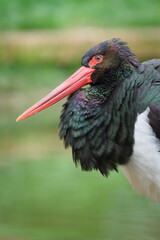 Black Stork (Ciconia nigra) standing close-up portrait. Rare species in the wild in the Czech Republic. Zoo Lesna Zlin in Czech republic.