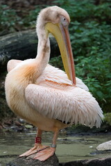 Great White Pelican (Pelecanus onocrotalus) — adult preening by pond in zoo enclosure, captive animal. Zoo Zlin Lesna in Czech republic.