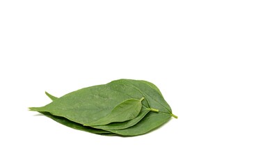 Night Flowering Jasmine Leaves or Shiuli Plant Leaves Isolated on White Background with Copy Space, Uses as Ayurvedic Medicinal Herbal