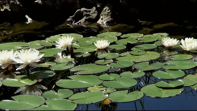 White water lilies in pond. Recorded in Sains Constantine and Helena resort in Bulgaria.