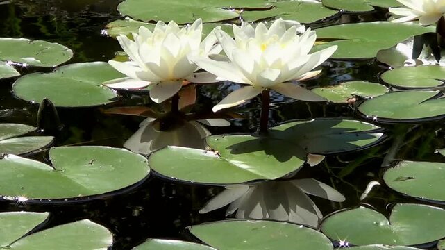 White water lilies in pond. Recorded in Sains Constantine and Helena resort in Bulgaria.