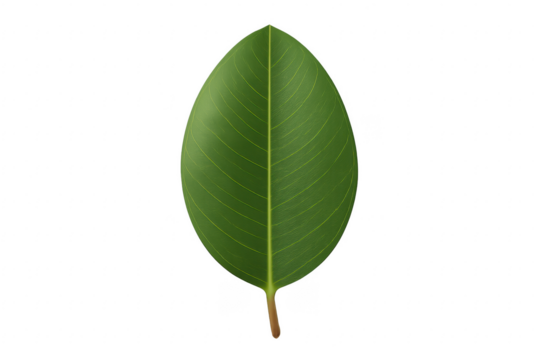 Tropical green leaf with transparent background
