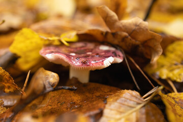 Wet autumn foliage with a mushroom after the rain