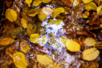 Golden Autumn Forest with Wet Leaves