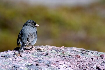 finch on a rock