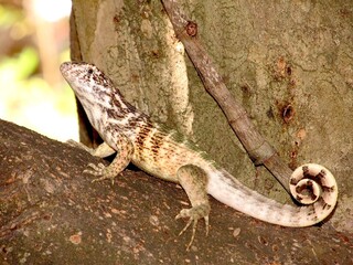 Lizard on tree