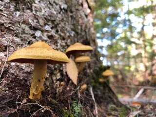 mushroom in the forest