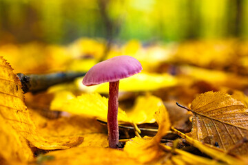 Wet autumn foliage with a mushroom after the rain