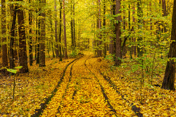 Golden Autumn Forest with Wet Leaves