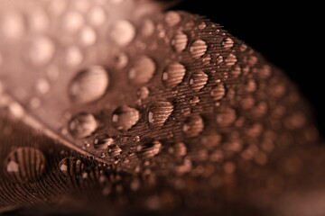 Raindrops on the surface of a pigeon feather, natural texture