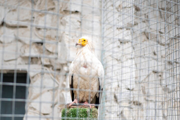a huge eagle sitting in a cage in the zoo of Tashkent. High quality photo