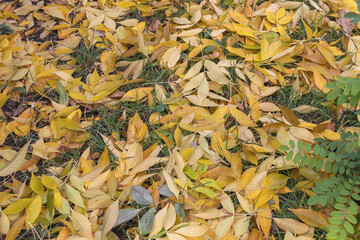 Fallen yellow autumn leaves on green grass natural seasonal background in the park