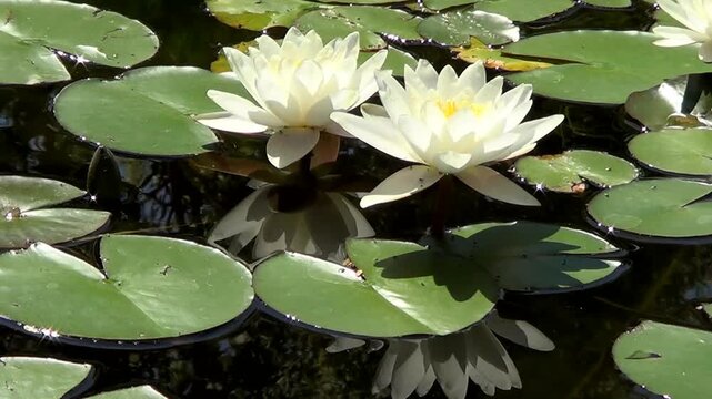 White water lilies in pond. Recorded in Sains Constantine and Helena resort in Bulgaria.