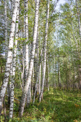 A vibrant birch grove with green grass on a sunny day. Summer vertical landscape