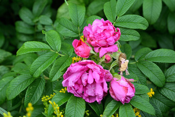Vibrant Pink Rugosa Roses in Bloom