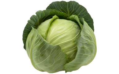 Fototapeta premium Fresh green cabbage head a healthy and nutritious vegetable isolated on white background
