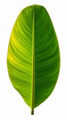 Vibrant Green and Yellow Tropical Leaf Isolated on White Backlit Background