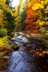 Colorful Autumn Forest River with Flowing Water and Bright Foliage