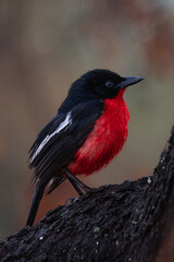 Crimson Breasted Shrike