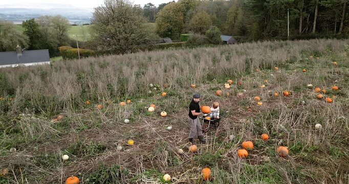 Father and Son Collecting Pumpkins on a Farm | Child Sitting in Wheelbarrow | 4K Drone Video