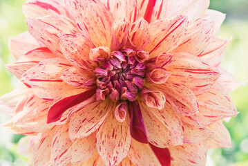 Soft Pink Dahlia with Red Stripes on a Blurred Background