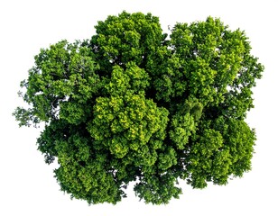 Lush Green Bush Isolated on White Background.