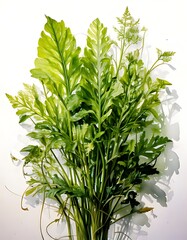 Lush Green Fern Fronds - A Botanical Watercolor Illustration.