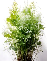 Lush Green Foliage - A Study in Botanical Beauty and Natural Light.