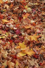 A carpet of maple leaves, multicolored shades of yellow, red, and brown. Autumn background