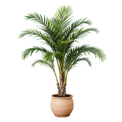 Fototapeta premium Lush Green Palm Plant in Elegant Indoor Pot for Home Décor