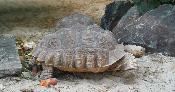 Large tortoise at the zoo
