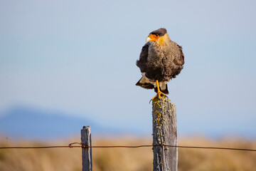 Southern Crested Caracara Perched on Fence Post in Patagonian Steppe