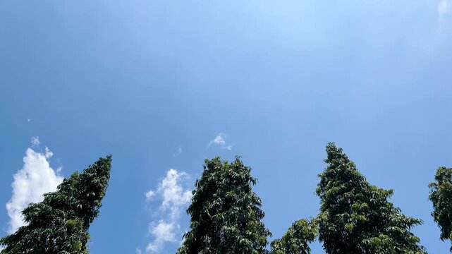 Tall Polyalthia Longifolia Trees Against blue Sky
