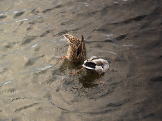 Patos sumergiendo la cabeza para comer
