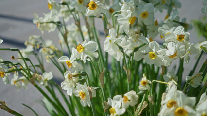 Springtime daffodils bloom vibrantly in the netherlands garden, showcasing their bright yellow centers surrounded by white petals under the sunny outdoor sky.