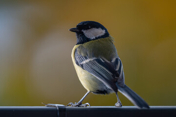 Elegant Great Tit Profile with Warm Bokeh Copy Space