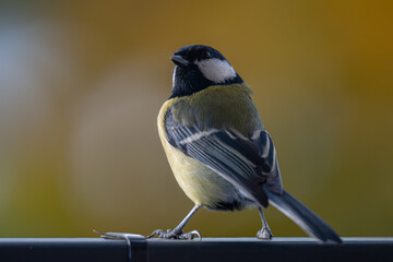 Elegant Great Tit Profile with Warm Bokeh Copy Space