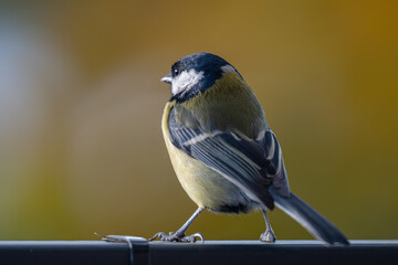 Elegant Great Tit Profile with Warm Bokeh Copy Space